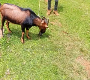 Kamuruana Dairy Goats