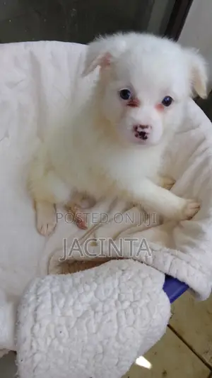 1-3 months Male Mixed Breed Japanese Spitz