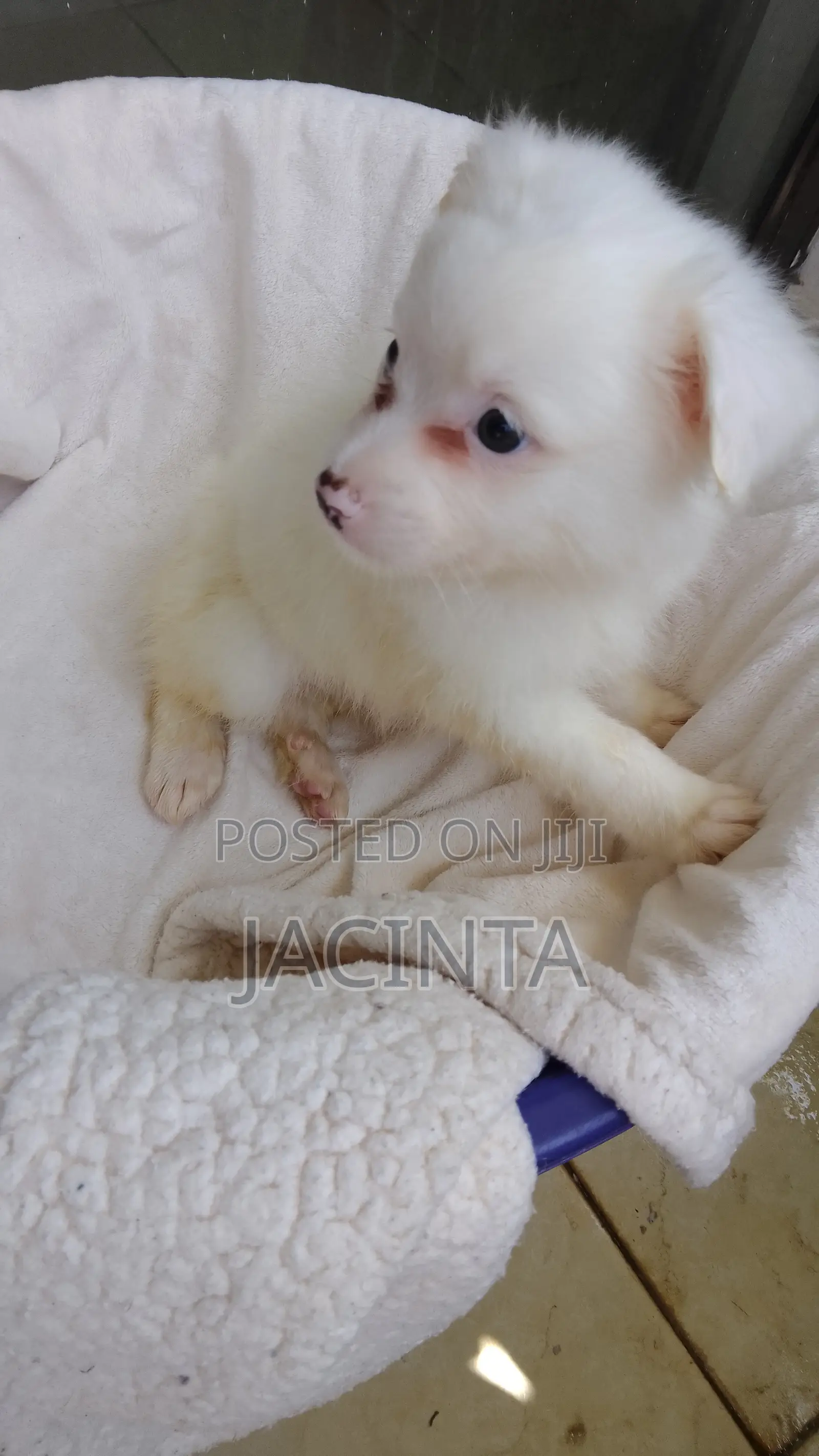 1-3 months Male Mixed Breed Japanese Spitz