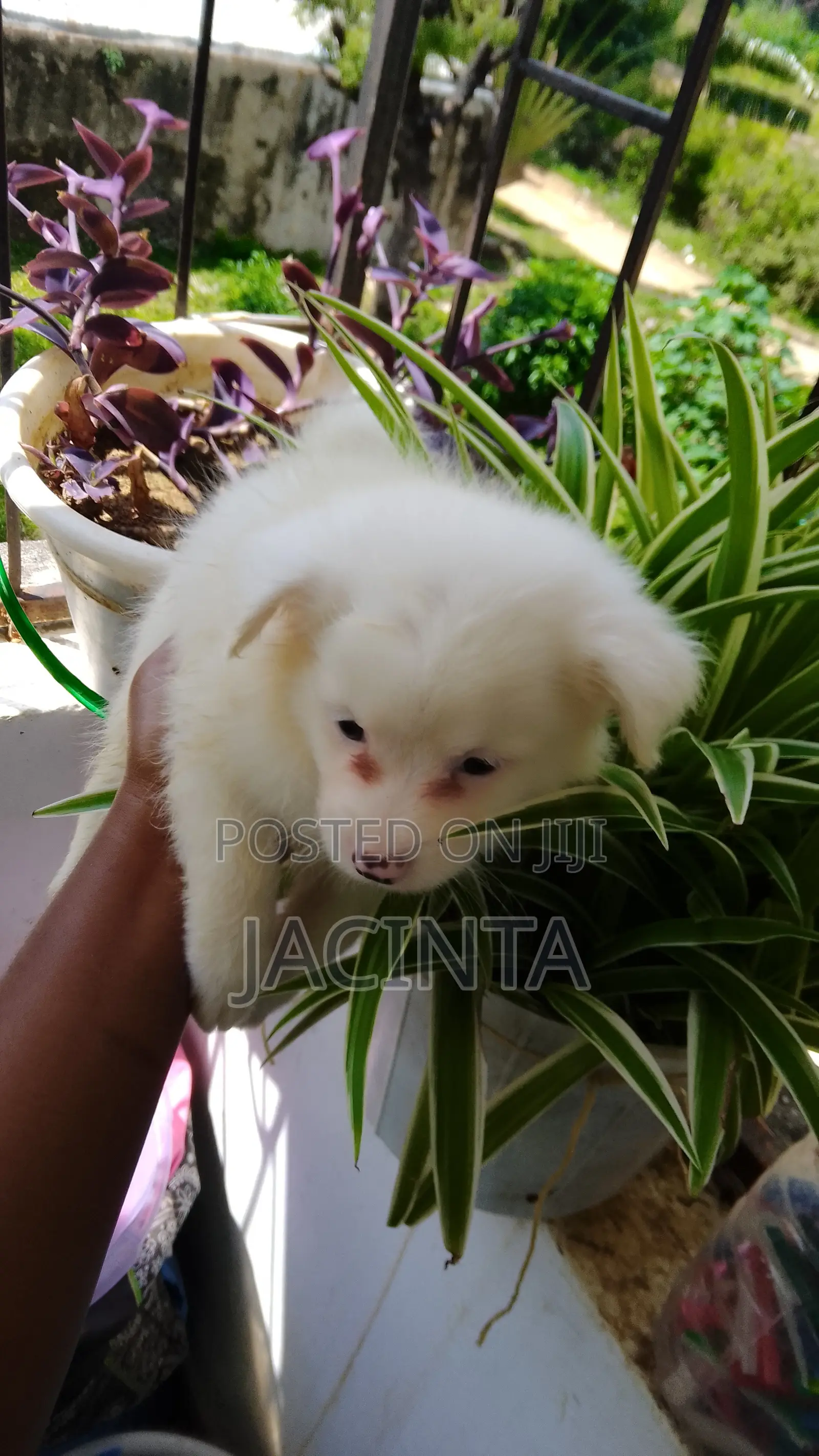 1-3 months Male Mixed Breed Japanese Spitz