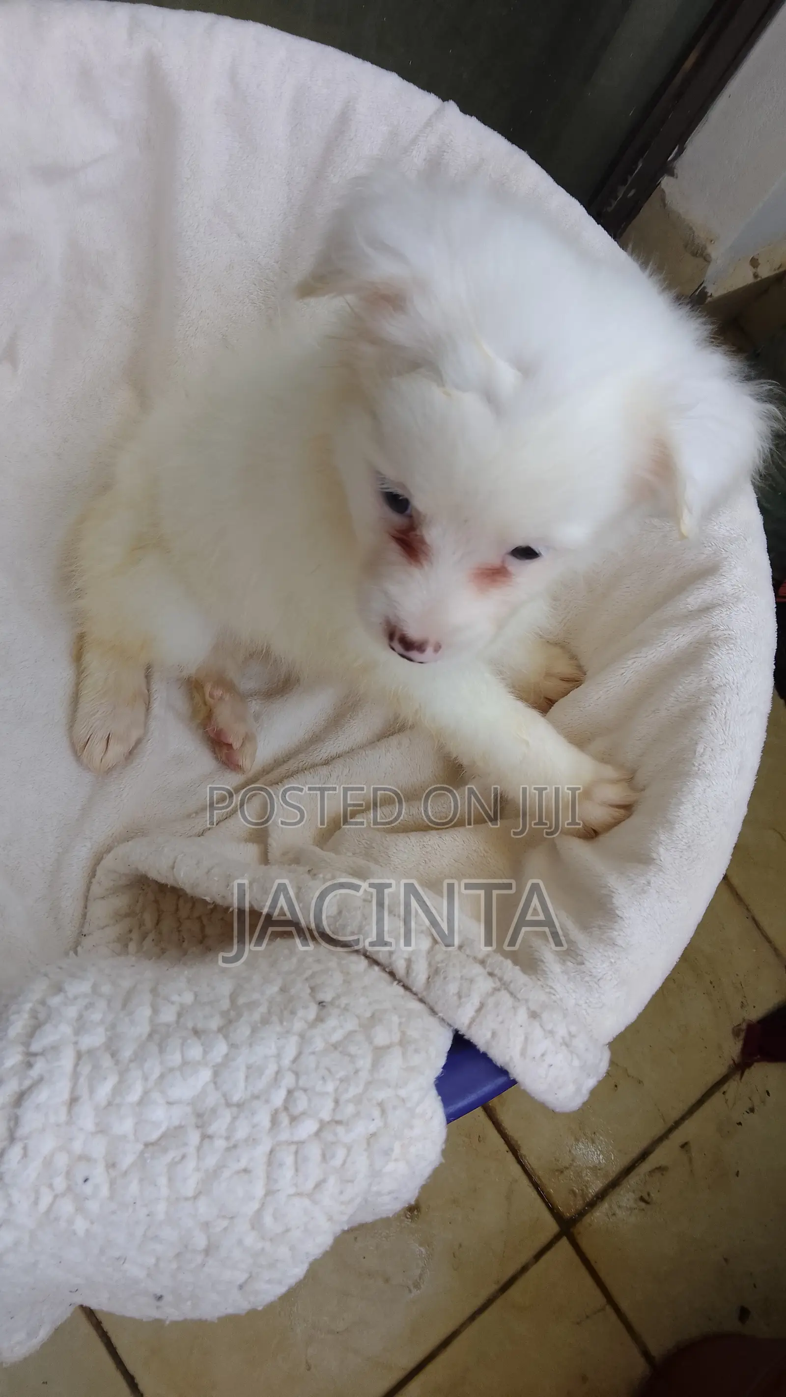 1-3 months Male Mixed Breed Japanese Spitz