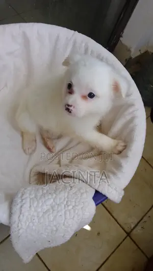 1-3 months Male Mixed Breed Japanese Spitz