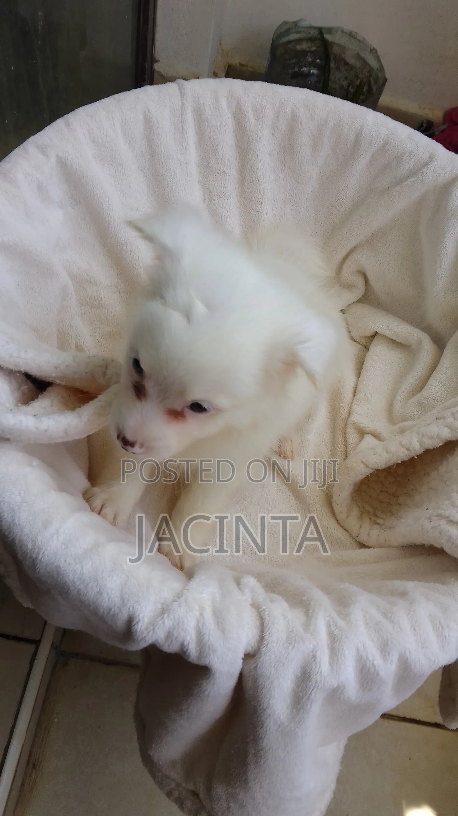 1-3 months Male Mixed Breed Japanese Spitz
