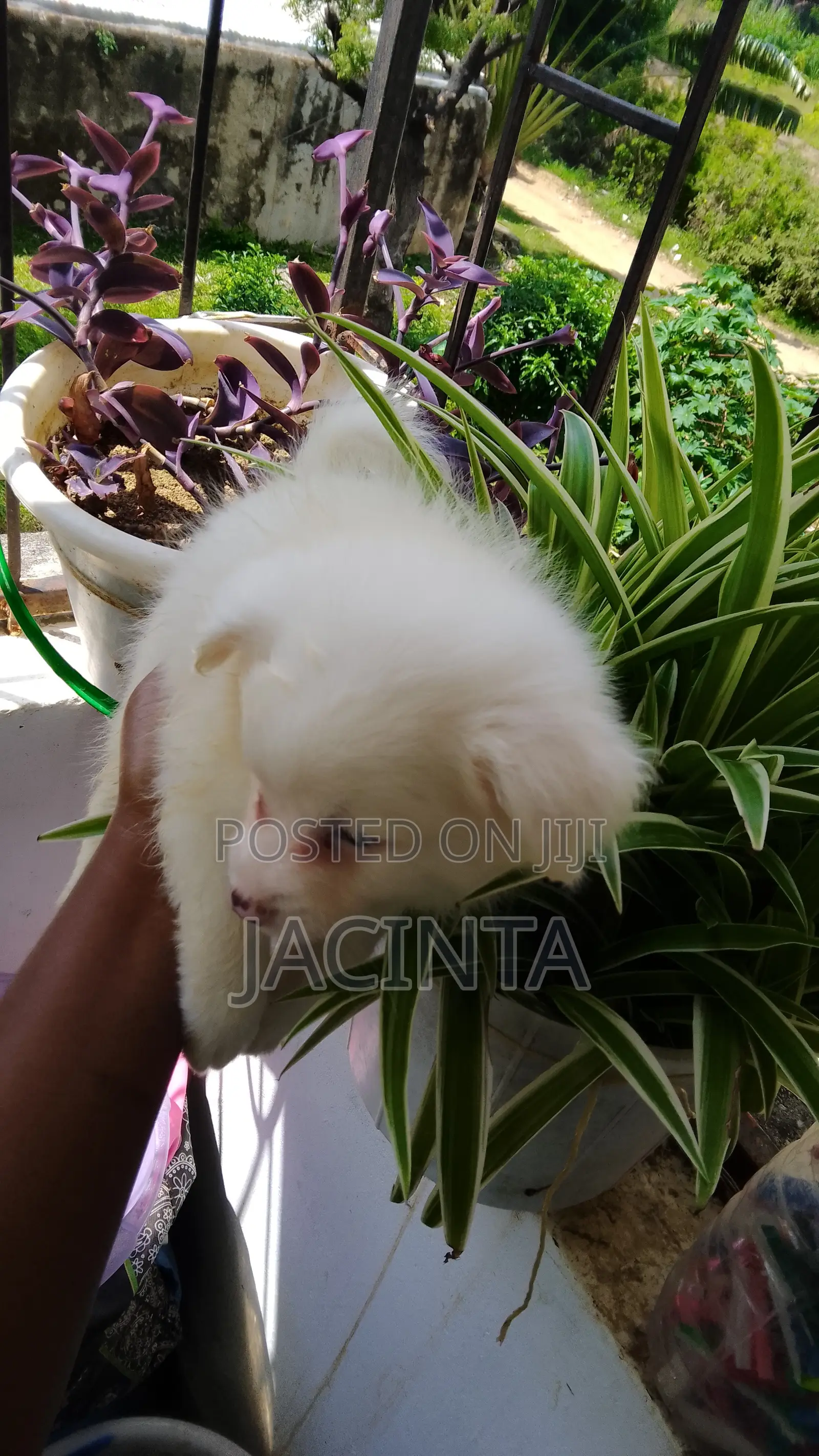 1-3 months Male Mixed Breed Japanese Spitz