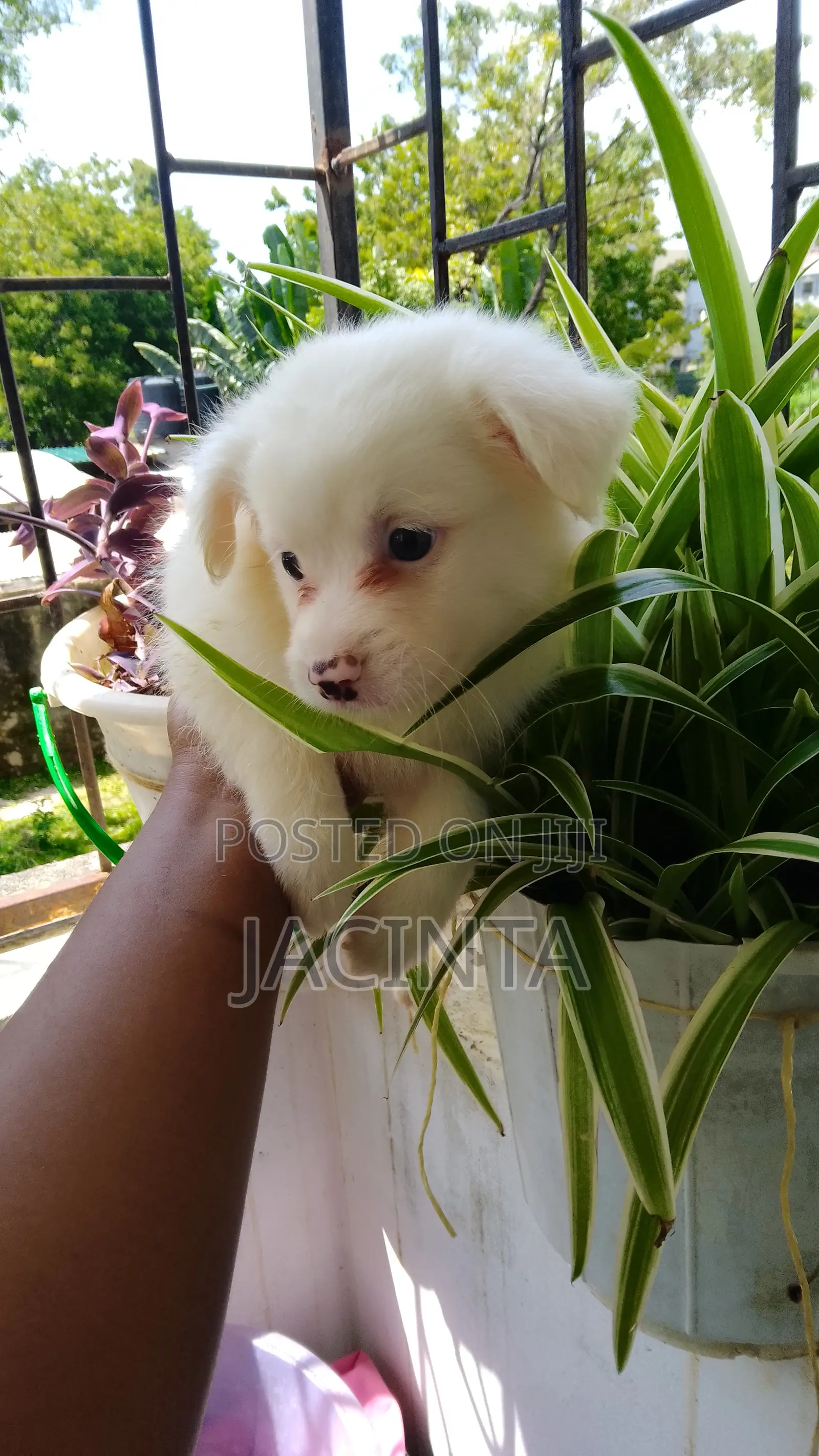 1-3 months Male Mixed Breed Japanese Spitz