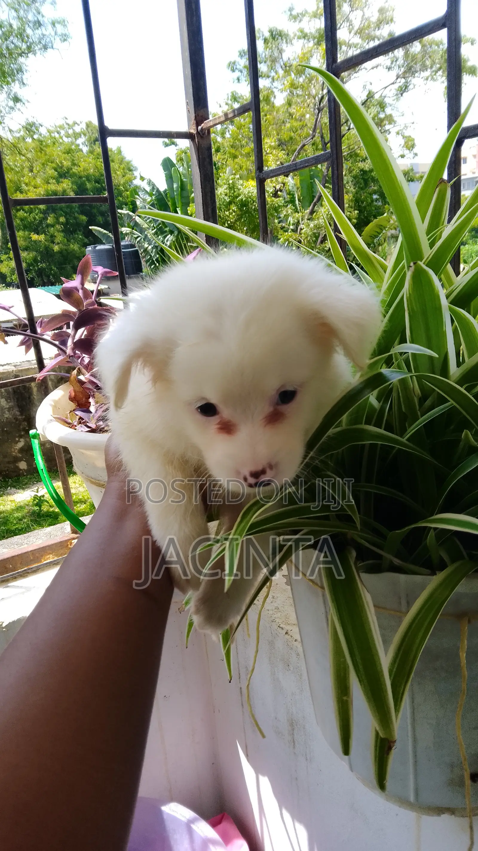 1-3 months Male Mixed Breed Japanese Spitz