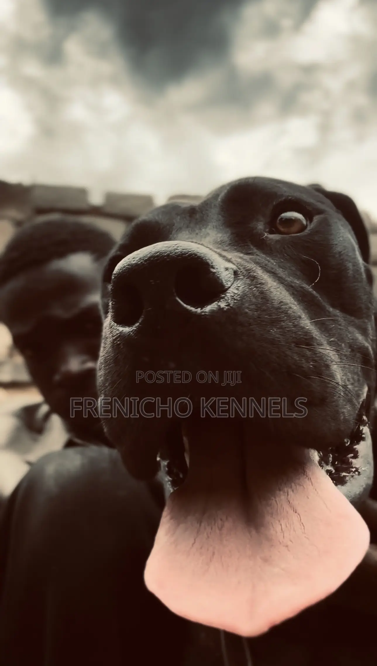 1-3 months Male Purebred Boerboel