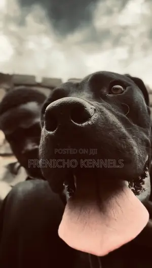 1-3 months Male Purebred Boerboel