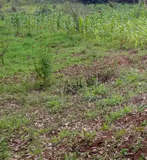 Plot for Sale Thome-Marurui Very Prime Ksh. 6.5M