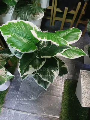 Cozy and Stylish Artificial Plant