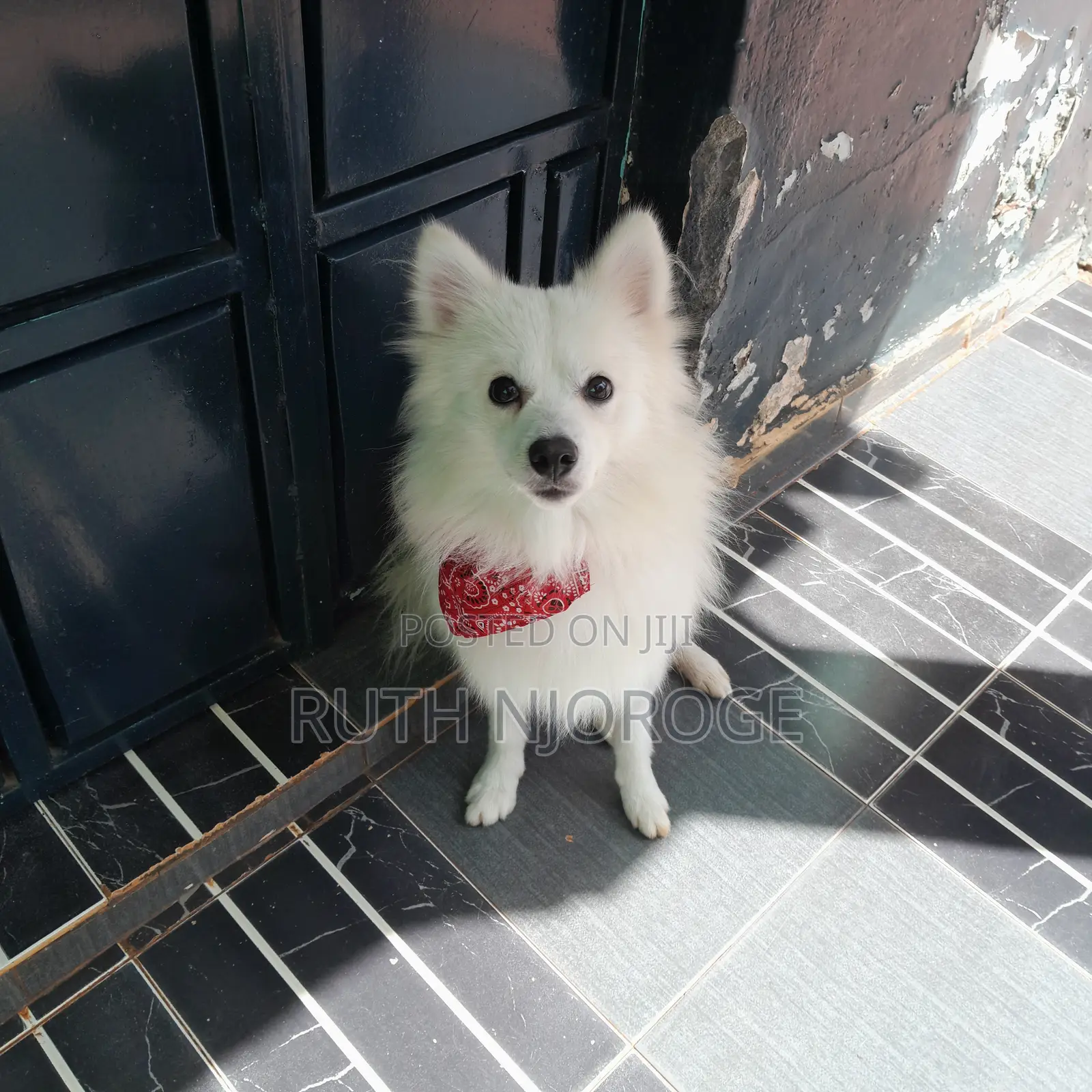 1-3 months Male Purebred Japanese Spitz