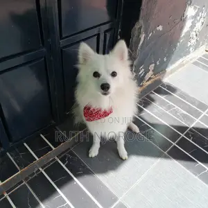 1-3 months Male Purebred Japanese Spitz