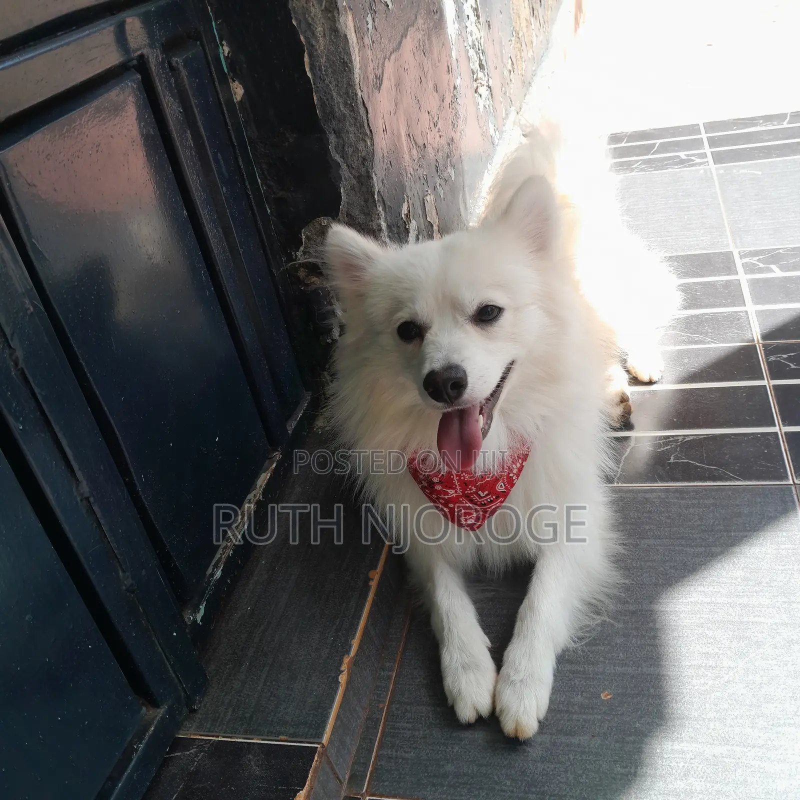 1-3 months Male Purebred Japanese Spitz