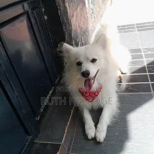 1-3 months Male Purebred Japanese Spitz