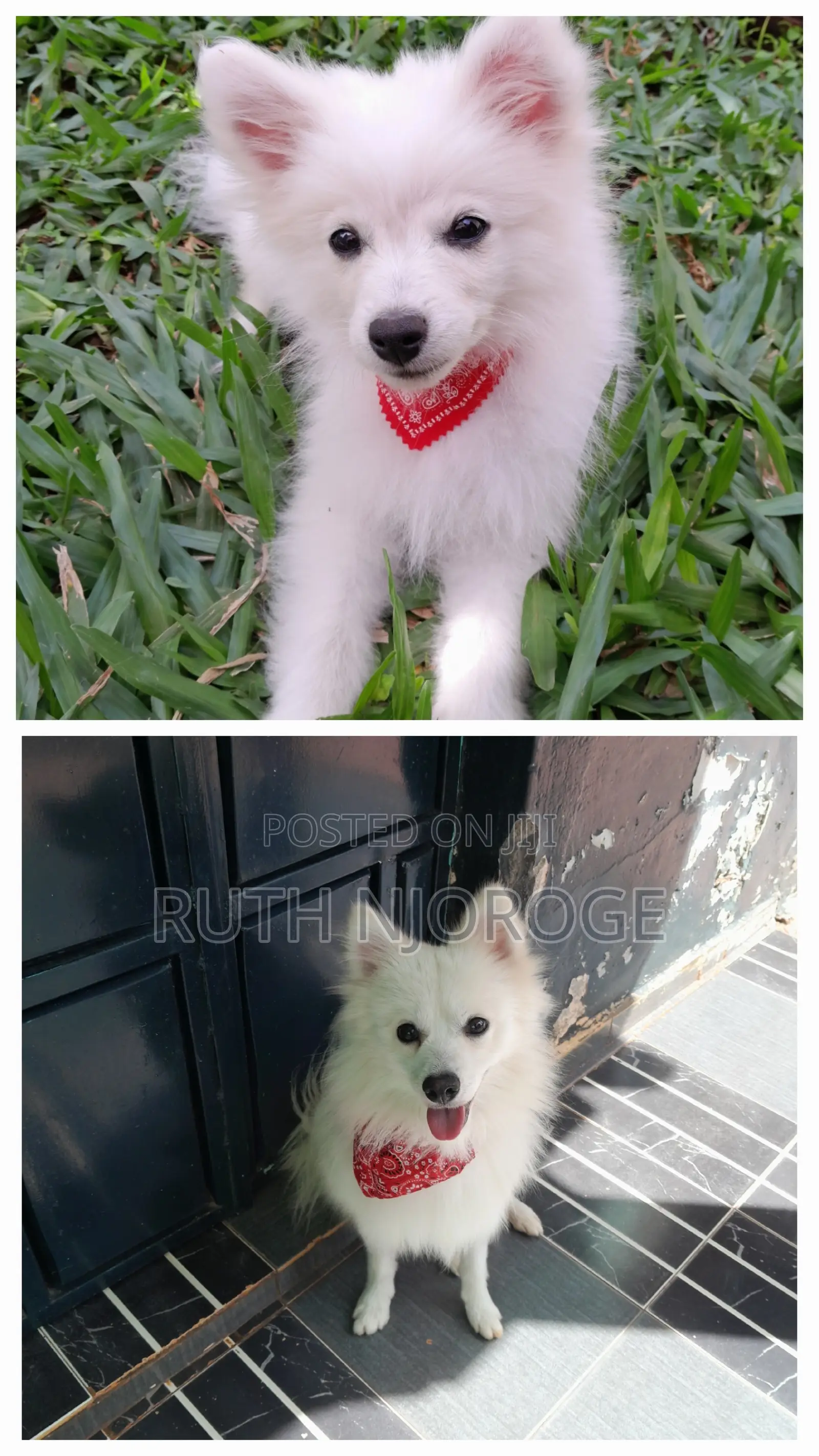 1-3 months Male Purebred Japanese Spitz