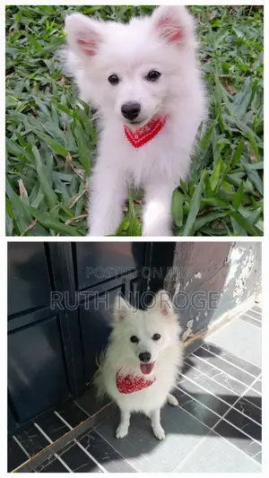 1-3 months Male Purebred Japanese Spitz