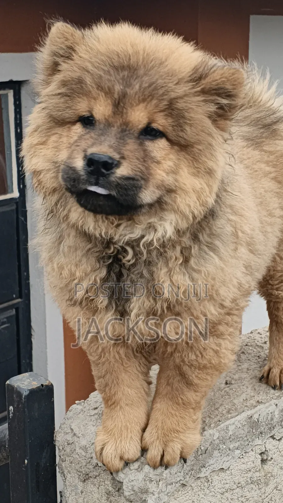 1-3 months Male Purebred Chow Chow