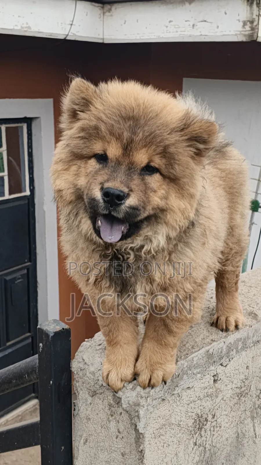 1-3 months Male Purebred Chow Chow