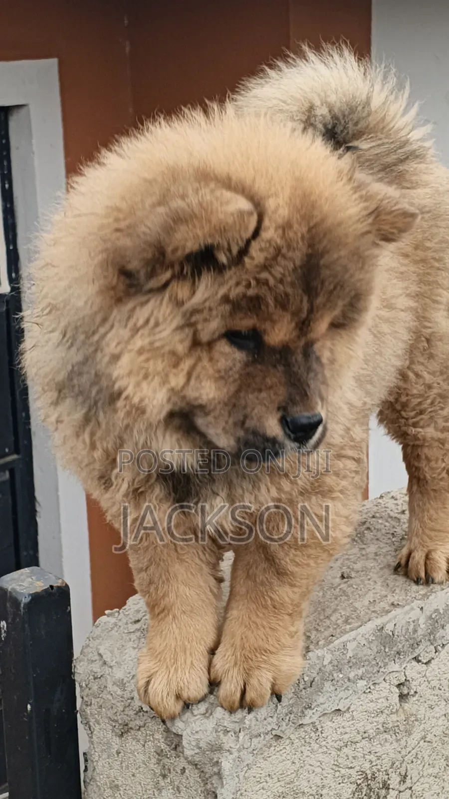 1-3 months Male Purebred Chow Chow