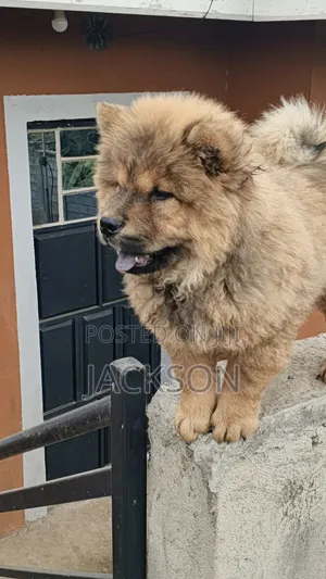 1-3 months Male Purebred Chow Chow