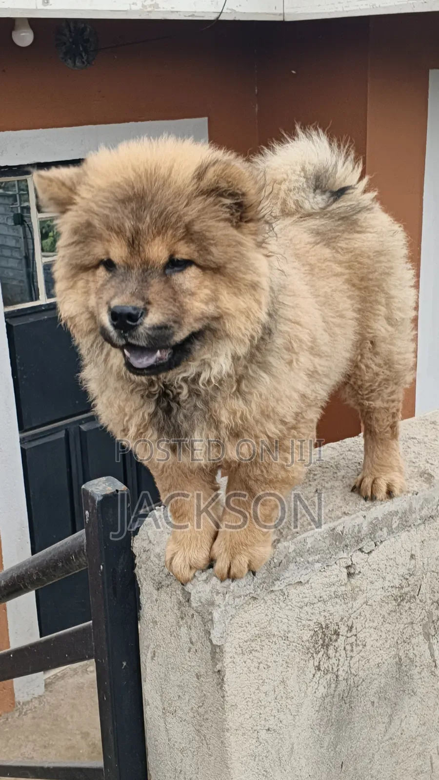 1-3 months Male Purebred Chow Chow