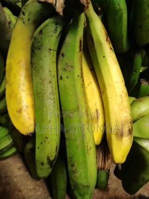 Fresh Banana for Sell