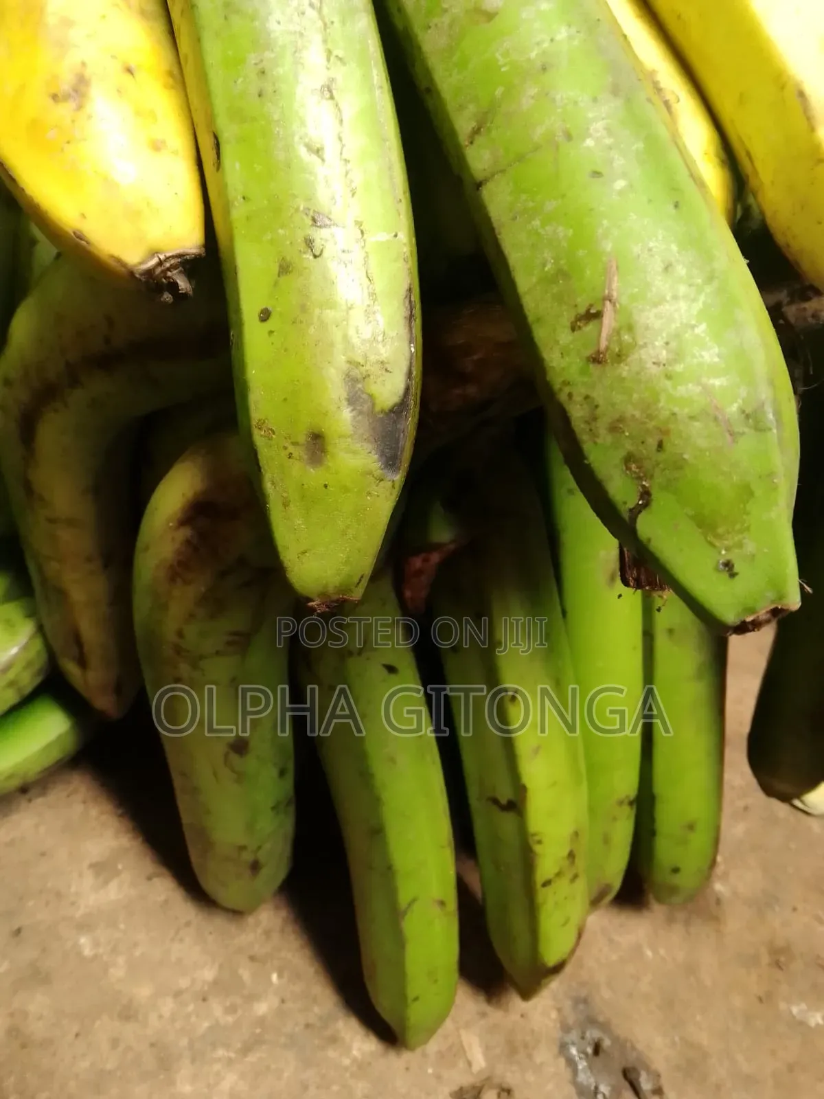 Fresh Banana for Sell