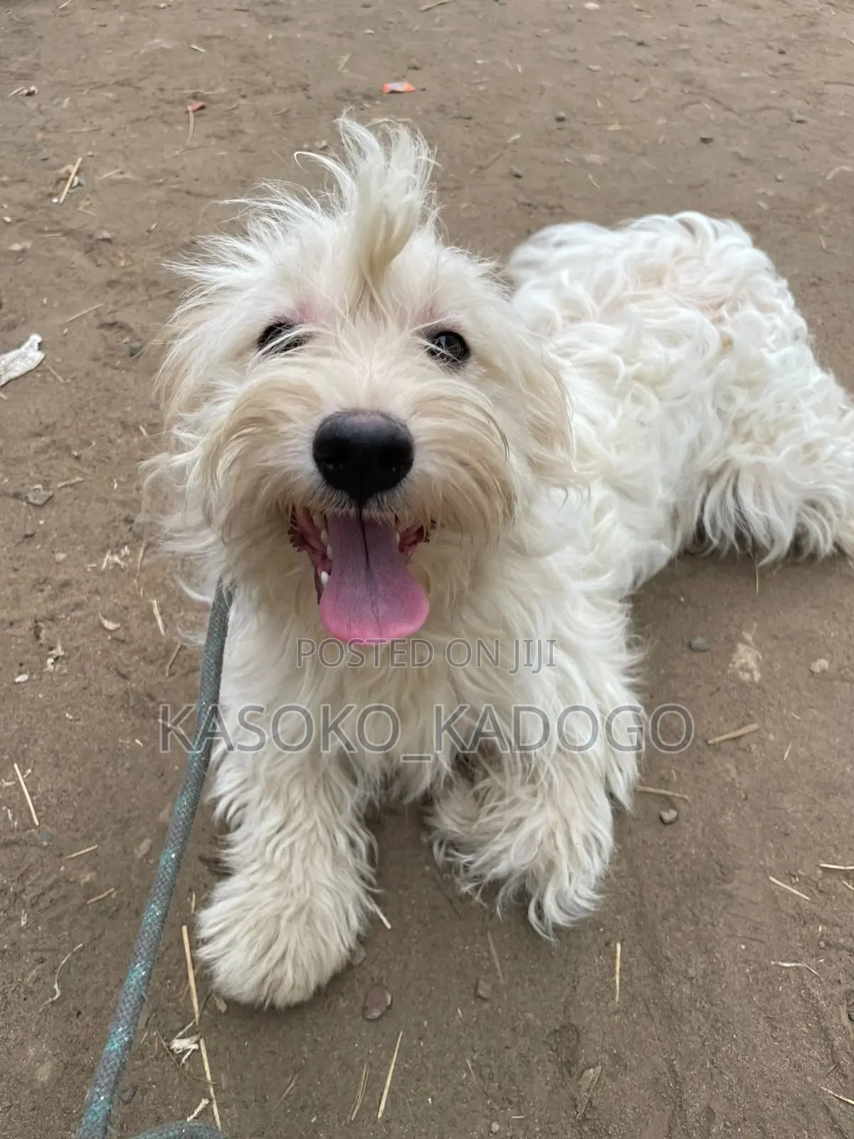 6-12 months Male Purebred Maltese
