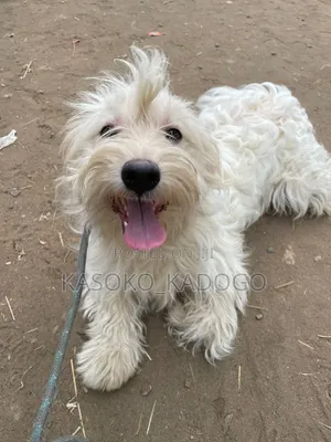 6-12 months Male Purebred Maltese