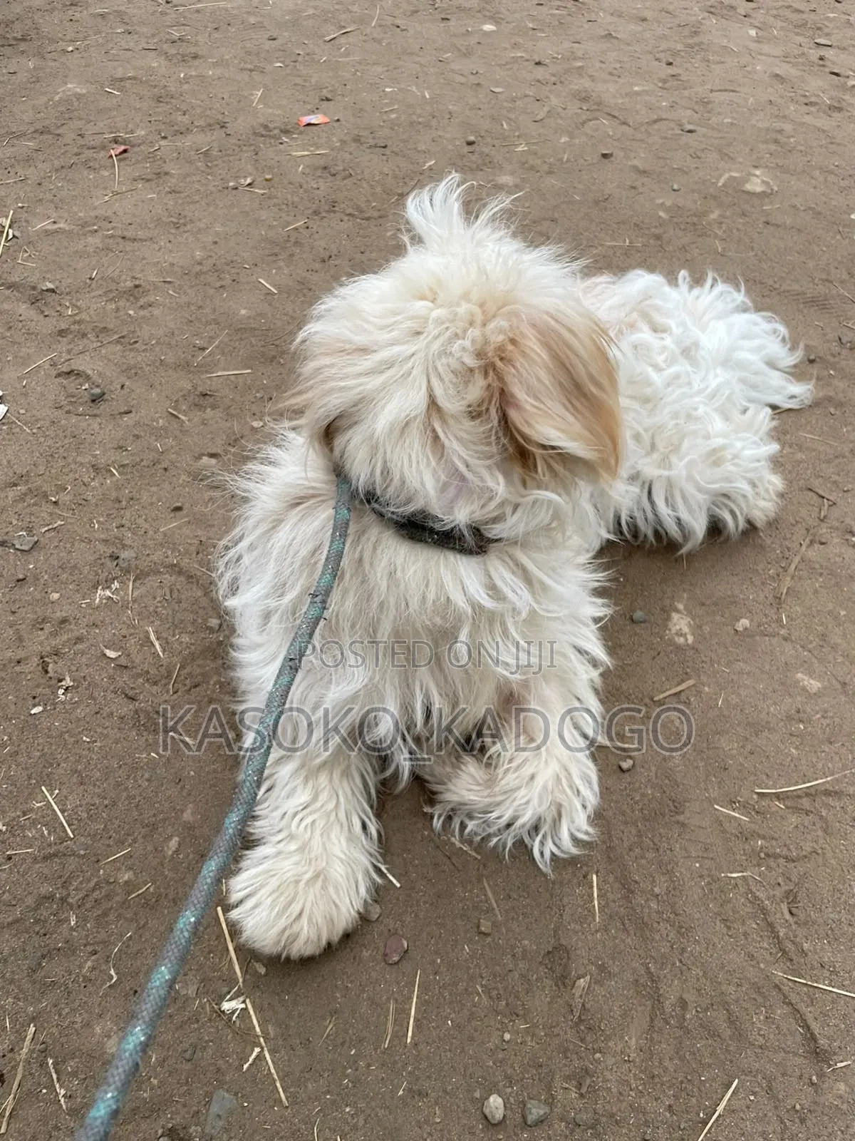 6-12 months Male Purebred Maltese