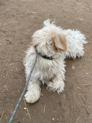 6-12 months Male Purebred Maltese