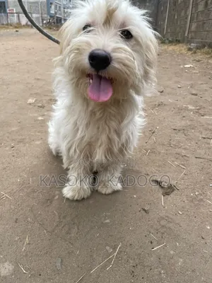 6-12 months Male Purebred Maltese
