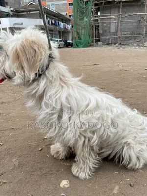 6-12 months Male Purebred Maltese