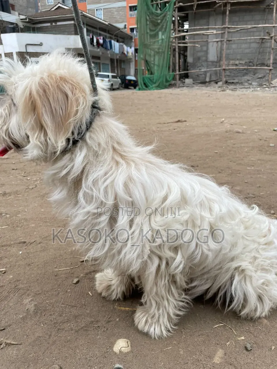 6-12 months Male Purebred Maltese