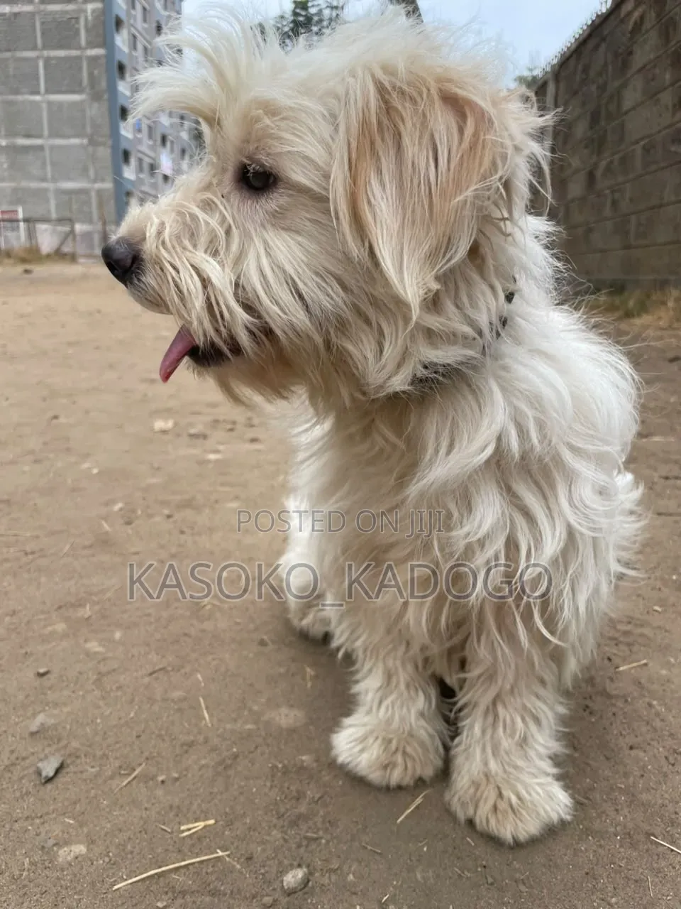 6-12 months Male Purebred Maltese
