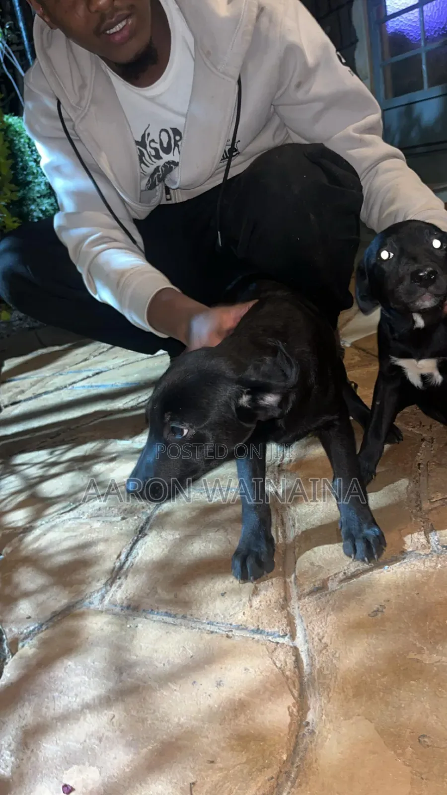 3-6 months Female Mixed Breed Labrador Retriever
