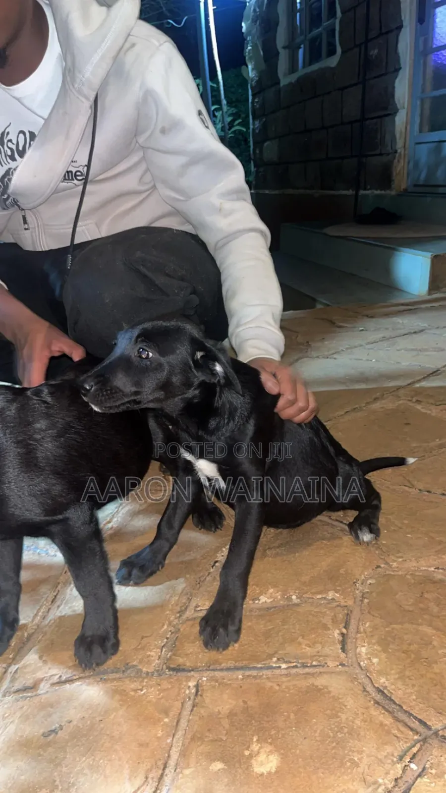 3-6 months Female Mixed Breed Labrador Retriever