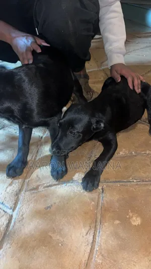 3-6 months Female Mixed Breed Labrador Retriever