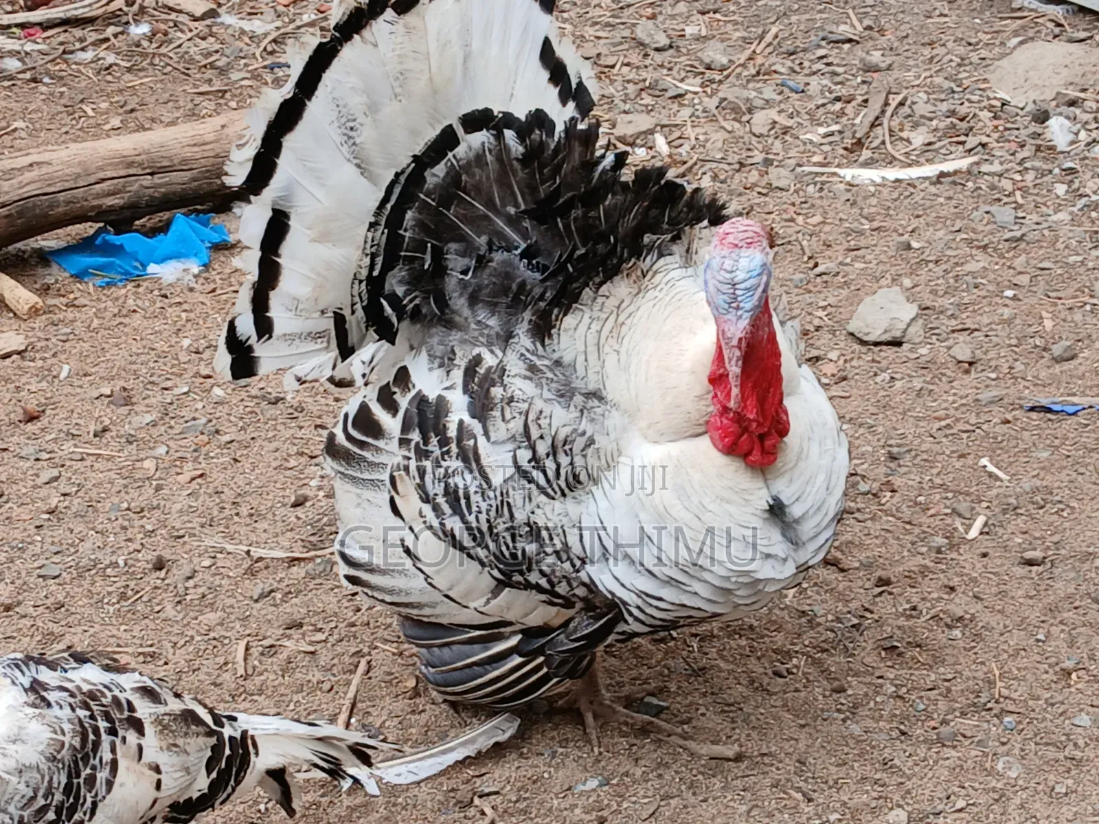Mature Male Turkeys for Sale