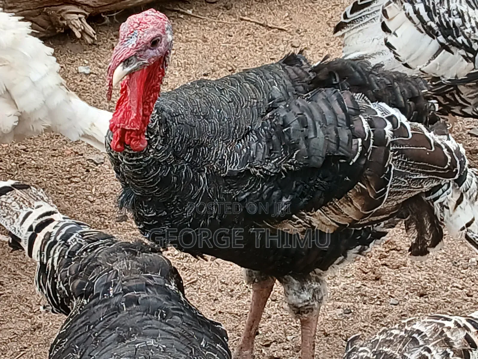 Mature Male Turkeys for Sale