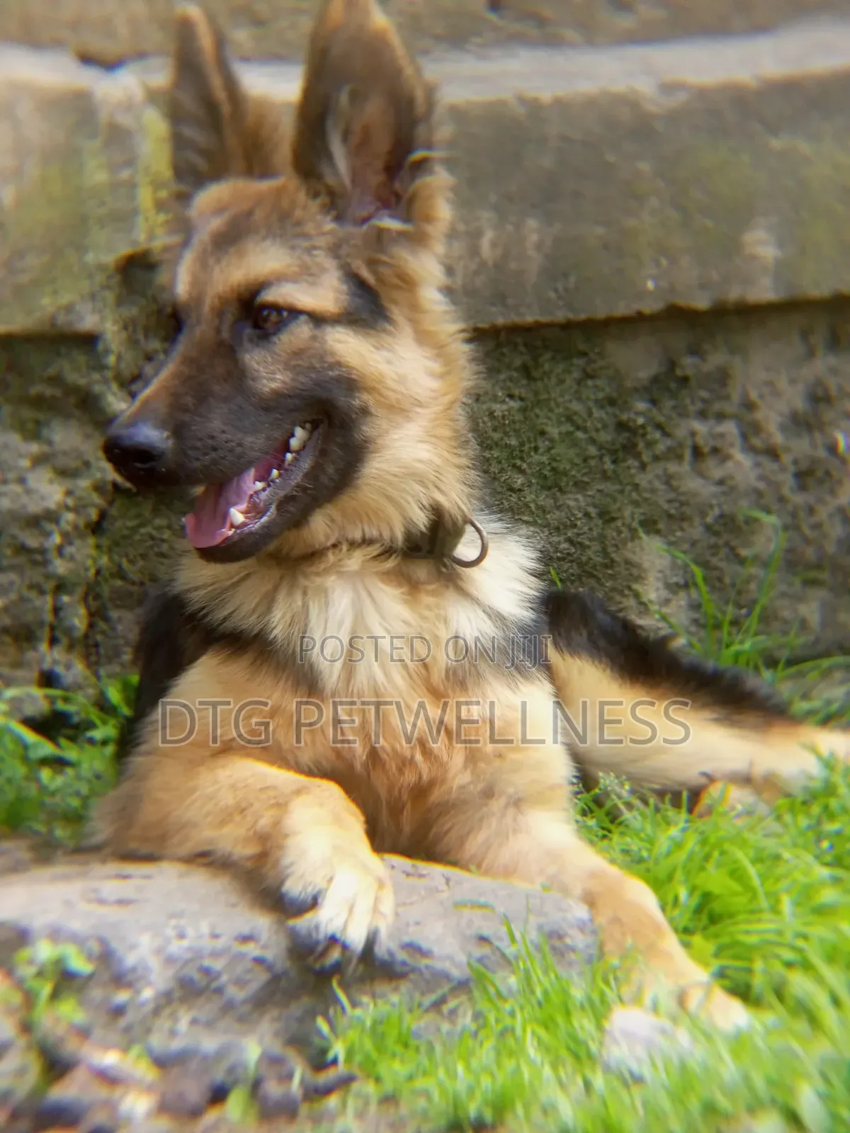 3-6 months Male Purebred German Shepherd