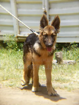 3-6 months Male Purebred German Shepherd