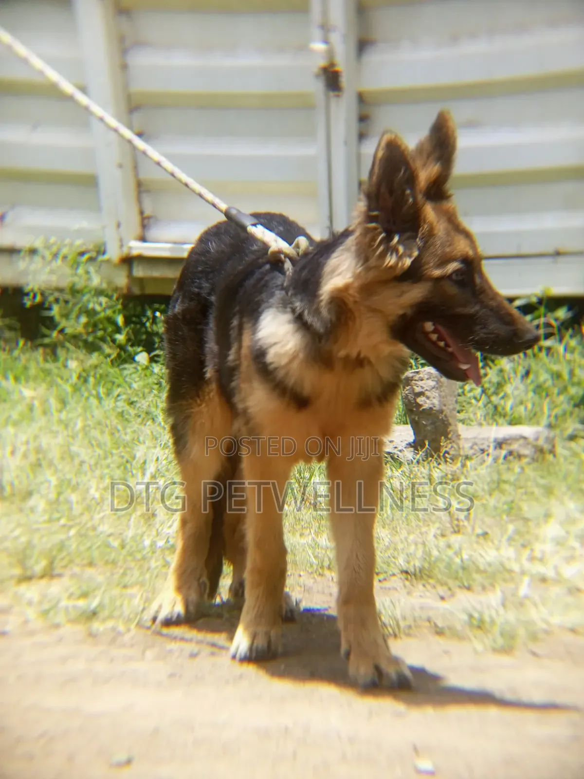 3-6 months Male Purebred German Shepherd