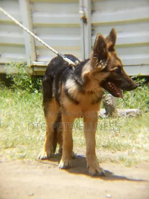 3-6 months Male Purebred German Shepherd