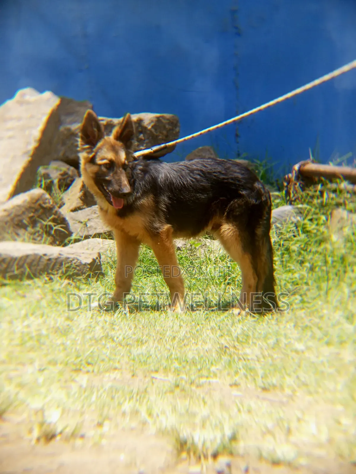 3-6 months Male Purebred German Shepherd