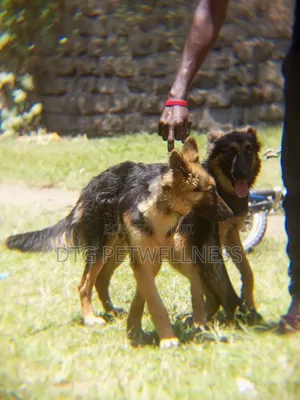 3-6 months Male Purebred German Shepherd