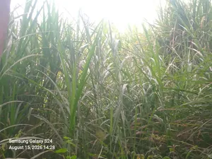 Nappir Grass