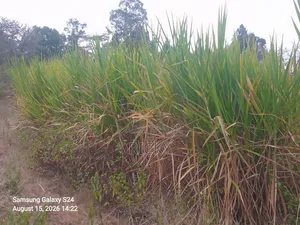 Nappir Grass