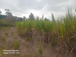 Nappir Grass