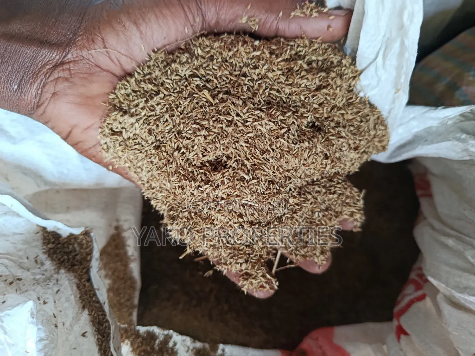 Boma Rhodes Seeds